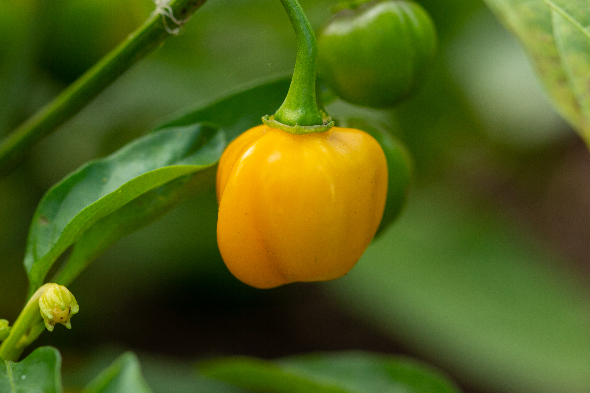 Just about every dish in my house gets an extra hit of heat. Valentina, Tapatio, Sambal Olek, Sriracha…the list goes on. With a bounty of habaneros in this year’s garden, […]